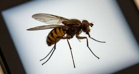 Оцифрованный мозг дрозофилы научили управлять виртуальной мухой.jpg