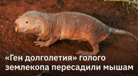 Мышам пересадили «ген долголетия» голого землекопа.jpg